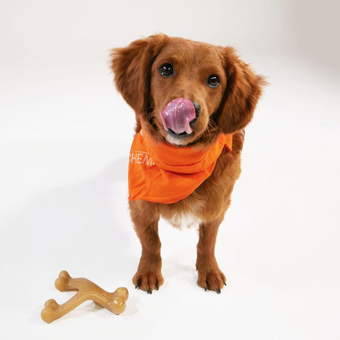 Nylabone Gourmet Style Strong Chew Wishbone Dog Chew Toy, Chicken Flavor, Small/Regular (1 Count)...