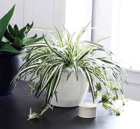 The HC Companies 9 Inch Sevilla Round Self Watering Planter - Small Decorative Lightweight Plastic Plant Pot for Indoor Outdoor Plants Flowers Her...