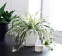 The HC Companies 9 Inch Sevilla Round Self Watering Planter - Small Decorative Lightweight Plastic Plant Pot for Indoor Outdoor Plants Flowers Her...