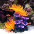 TOPINCN Artificial Coral, Simulation Plant Luminous Silicone Coral Sea Anemone for Fish Tank Landscape Decoration Aquarium Ornaments...