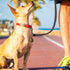 3 Pieces Dog Collar Bell Dog Cowbell Goat Bell for Dog Collars with Tracking Noise Country Cow Bell Color with Nylon Strap Pet Collar Supplies...