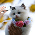 2 Pcs Dog Tear Comb Tear Stain Remover Comb Double-Head Dog Eye Brush Dog Eye Cleaning Comb Dog Eye Comb Brush Pets Grooming Comb Double-Sided for...