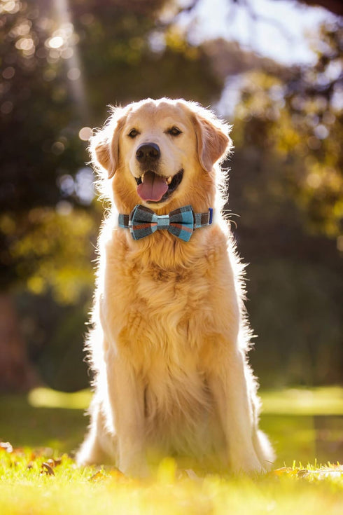 LYSA Dog Collar and Cat Collar,with Detachable Adjustable Bowtie,Gentlemanly style, British Style Plaid Bowtie-Quality PU Leather and Durable Poly...