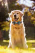 LYSA Dog Collar and Cat Collar,with Detachable Adjustable Bowtie,Gentlemanly style, British Style Plaid Bowtie-Quality PU Leather and Durable Poly...