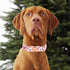 Christmas Dog Collar for Medium Dog, Pink Elk Santa Claus Male Dog Collar with Safety Metal Buckle Adjustable Puppy Collars for Small Large Boy&Gi...