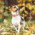 Fall Girl Dog Collar Flower Tie,Orange Maple Leafs Rugby Floral Dog Collar with Safety Metal Buckle Adjustable Puppy Collars for Small Medium Larg...