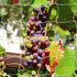 Tcamp Heavy-Duty Polyester Garden Trellis Netting Plant Climbing Net for Growing Vines Plants Vegetables Fruits Flowers, White Grow Tent (4.9Ft x1...