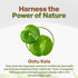 Gotu Kola 10:1 Extract Powder (8 oz), Centella Asiatica | Gluten Free and Non-GMO | Ayurvedic Herbal Supplement...