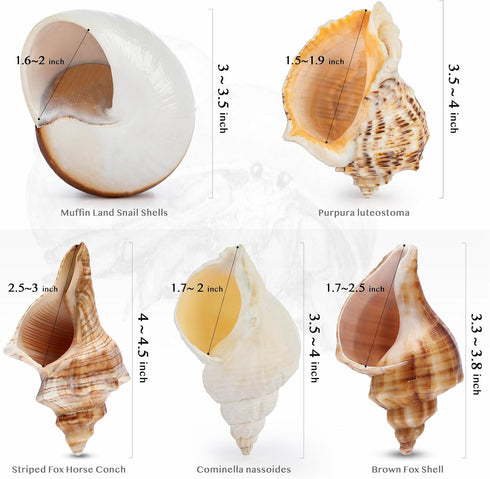 5Pcs Large Hermit Crab Shells, Natural Sea Conch Size: 3"-4.5", Opening Size: 1.5"-3", Turbo Seashells for Hermit Crab Supplies and Beach Decorati...