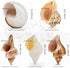 5Pcs Large Hermit Crab Shells, Natural Sea Conch Size: 3"-4.5", Opening Size: 1.5"-3", Turbo Seashells for Hermit Crab Supplies and Beach Decorati...