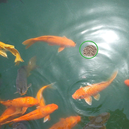5pcs Aquarium Floating Plant Rings, Foam Floaters Plant Corral Fish Feeding Ring Aquarium Feeding Ring, for Intercepts Floating Plants(Green)...
