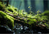 Stream Aquarium Background Moss and Ferns Terrarium Background Original Natural Stream Landscape Aquarium Backdrop Aquatic Plants Moss Fish Tank D...