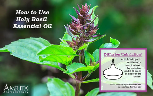 Organic Holy Basil (Tulsi) Essential Oil; 100% Pure and Undiluted Ocimum Sanctum; Premium Quality Aromatherapy Oil; Tested and Verified, Size: 10 ...