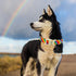 Elegant little tail Dog Collar, LGBT Holiday Pet Collar Dog Durable Rainbow Print Dog Collars Plastic Buckle Soft Pet Gift Adjustable Dog Collar f...