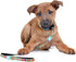 Max & Molly Classic 4 ft Dog Leash - Strong, Padded, Waterproof - Stylish Patterns for Boy & Girl Dogs - Durable, Lightweight, Comfortable for Sma...