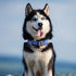 EXCELLENT ELITE SPANKER Classic Dog Collar PU Material Pet Collar with Buckle Adjustable for Small Medium Large Dogs Walking Training Black Red Bl...