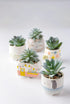 Karma, Shaped Succulent Pot, Artificial Succulents in Ceramic Pot, Faux Mini Succulent Plant, Desk Decor, Office Plants, Succulent Décor Faux Succ...