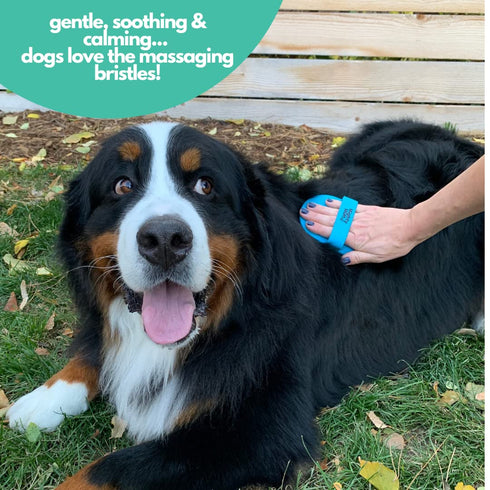 Mighty Mutt Dog Bath Brush| Massage Rubber Soft Bristle Brush for Easy Pet Grooming | Wet or Dry Dog Shampoo Brush | Soothing, Deep Cleaning Dog S...