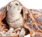 Pet Soft Blankets for Dogs - Fluffy Cats Dogs Blankets for Small Medium & Large Dogs, Cute Print Pet Throw Puppy Blankets Fleece?XL,50 * 40"...