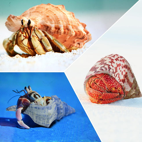 6pcs Natural Hermit Crab Shells,Opening 0.5''-1.5''Hermit Crab Shells,Natural Decoration Hermit Crab Supplies,Growth Turbo Seashells...