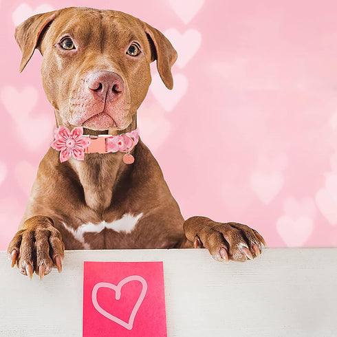 Valentine’s Day Dog Collar with Flower, Valentine Flower Collar Puppy Girl Dog or Cat, Valentine’s Day & Wedding Gift Pet Collar, Cotton Plaid Col...