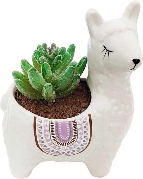 Succulent Pot, 4.5 Inch Alpaca Shaped Ceramic Succulent Cactus Flower Plant Pot Planter for Home Garden Office Decoration (Plant Not Included) (Wh...