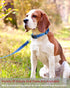 Reflective Dog Collar with Buckle Adjustable Safety Nylon Collars for Small Medium Large Dogs, Navy Blue L...