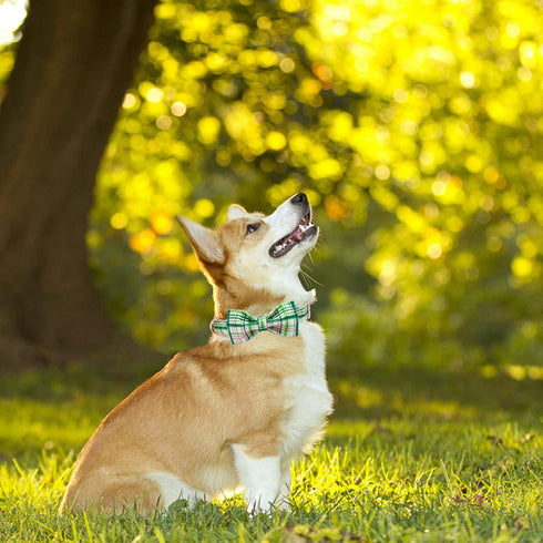 Elegant little tail Dog Collar with Bow - Pink with Green Plaid Boy or Girl Dog Collar Cute Bowtie Pet Collar Adjustable Dog Collar for X-Small Pu...