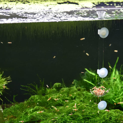 Bilindasly Acrylic Shrimp Feeding Dish Floral Shrimp Bowl Aquarium Transparent Feeder Container with Suction Cup for Aquarium Fish Tank...