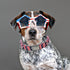 Lionheart glory American Flag Dog Collar, 4 of July Dog Collar Heavy Duty Adjustable Patriotic Dog Collars for Medium Dogs Pet Gift Summer Collars...