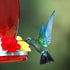 30 Sets Hummingbird Feeder Replacement Flowers, Realistic Designed Hummingbird Flowers, Plastic Hummingbird Feeder Parts, Bee Proof Hummingbird Fe...