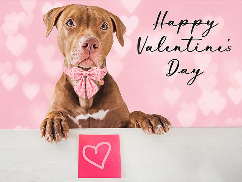 Valentine Dog Collar with Bow Tie, Valentine Bowtie Collar for Large Girl Boy Dog, Cotton Collar with Metal Buckle, Valentine’s Day Gift Pet Colla...