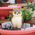 Owl Garden Decor for Outdoor Yard Resin Vividly Figurine Owl Sculpture for Home 7.3 x 3.9X 3.2 inches...