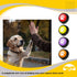 PetnBeyond Dog Talking Buttons - Communication Starter Pack, 4 PCS Dog Training Buttons, 30 Second Record Button for Pet Voice Training, Speaking ...