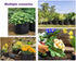 Niurui 5-Pack 5 Gallon Grow Bags 300G Thickened Nonwoven Fabric Pots Plant Grow Bags with Handles,for Low Stress Plant Training Fruits, Vegetables...