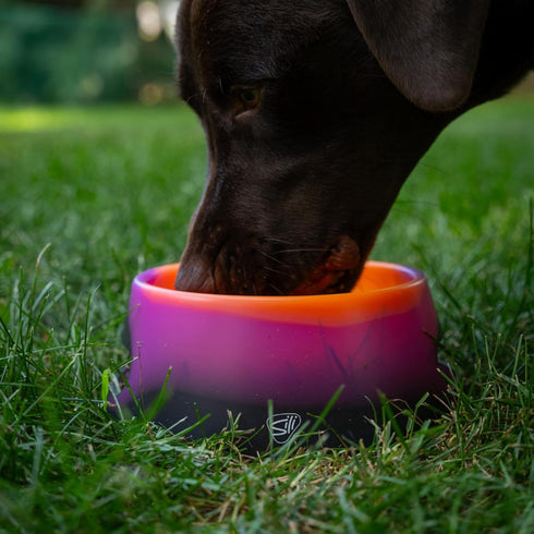 Silipint: Aqua-Fur Silicone Dog Bowl: Sun Storm - 18oz Colapsible/Foldable, Lightweight, Feed & Water Dish, Pet Travel...