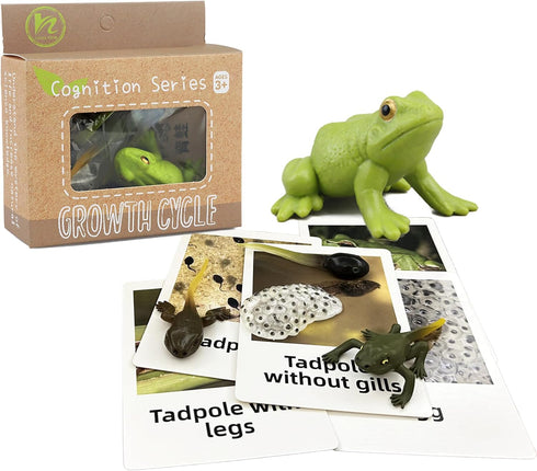 Mbrain5pcs Frog Growth Cycle with Flash Cards,Life Cycle Learning & Education Toys,Montessori Toys,Gift for Girl & Boy for 3 4 5 6 7 Year Old (Fro...