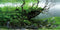 AWERT 24x16 inches Branches Fish Tank Background Seaweed Aquarium Background River Bed & Lake Aquarium Background Vinyl Background...