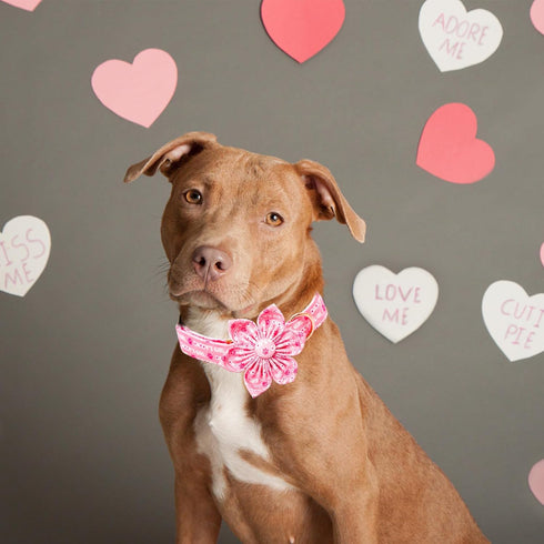 Lionheart glory Valentine's Day Dog Collar with Flower Dog Collar for Large Dogs, Pink Dog Collar with Bowtie Spring Dog Collar Pet Collar flowers...