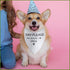 Shy Please Give Me Space Dog Bandana Funny Puppy Bandana Triangle Photo Prop Pet Scarf Accessories for Dog Lovers Gift...
