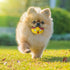 Squeaky Dog Toys Funny Animal Dog Balls for Puppy Mini Small Pet Dogs 6 Pcs/Set (Cat)...