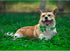 Lionheart glory St. Patrick's Day Dog Collar with Flower Dog Collar for Medium Dogs, Green Plaid Collars Spring Dog Collar Flower Pet Collar Bows ...