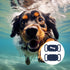 2pcs Dog Collar Holder for Galaxy Smarttag2, Silicone Pet Collar Case Cover Waterproof Protective Case Cat Collar Holder Accessory Compatible with...