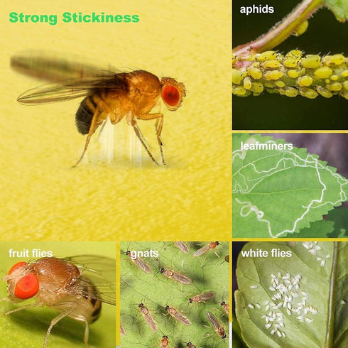 Fruit Fly Sticky Traps, sticky traps for bugs 96 pack Yellow Double Side Sticky Trap with Shovel for Gnat, Fruit Fly, White Fly, Aphid, Leaf Miner...