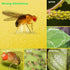 Fruit Fly Sticky Traps, sticky traps for bugs 96 pack Yellow Double Side Sticky Trap with Shovel for Gnat, Fruit Fly, White Fly, Aphid, Leaf Miner...