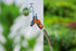 Gardena 36938 Garden Hose Y-Valve With Flow Control Valves, Connect 2 Hoses to 1 Tap, Made in Germany...