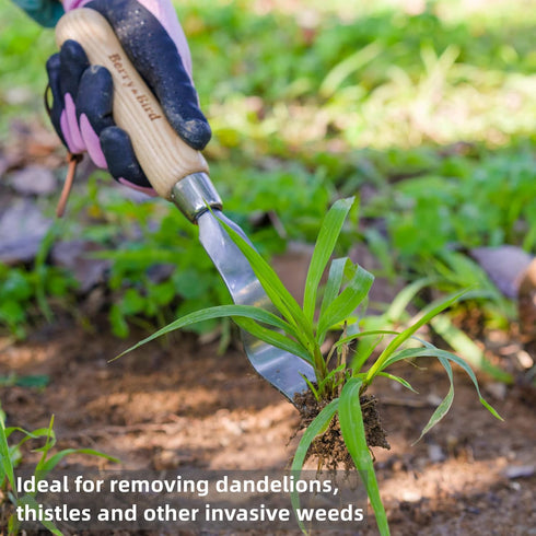 Berry&Bird Hand Weeder Tool, Stainless Steel Gardening Weed Puller, 12.1" Manual Weeding Removal Cutter Tool with Ash Wood Handle for Planting, We...