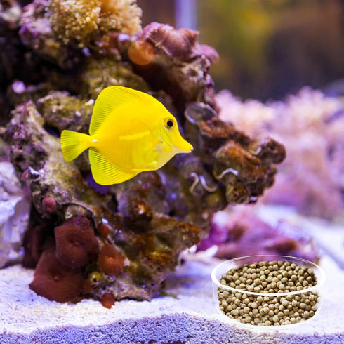 6 Pieces Aquarium Shrimp Feeding Dish Glass Fish Clear Small Feeding Bowl Food Bowl,Pet Water Tray Feeding Cup...