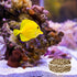 6 Pieces Aquarium Shrimp Feeding Dish Glass Fish Clear Small Feeding Bowl Food Bowl,Pet Water Tray Feeding Cup...