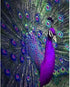 BOMUVI Paint by Number for Adults Beginner Paint by Numbers for Adults Peacock Paint by Number Kits Acrylic Painting Paint by Number Kits on Canva...